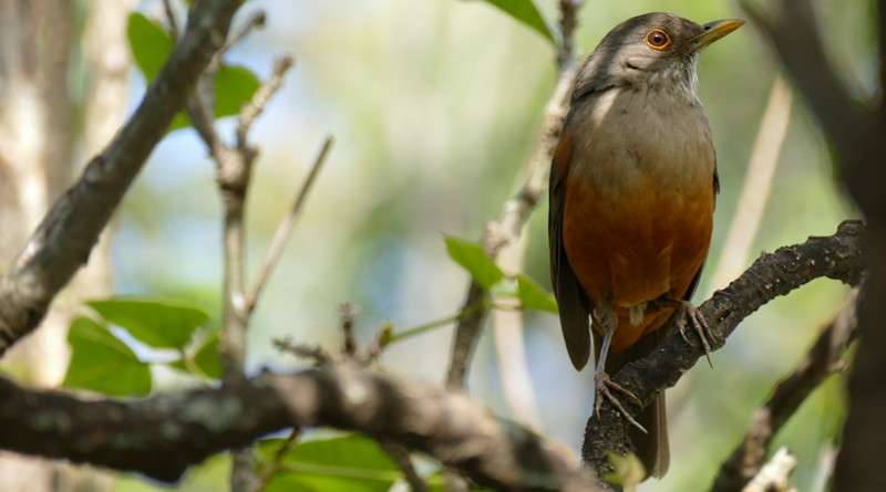 Canto antecipado, comida no lixo, ninhos em prédios: as adaptações de aves para viver em metrópoles
