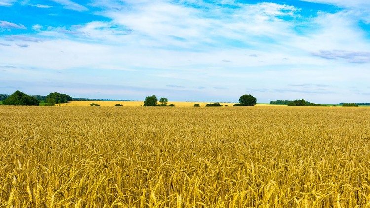 Santa Sé: guerras e clima extremo são letais para os sistemas alimentares globais